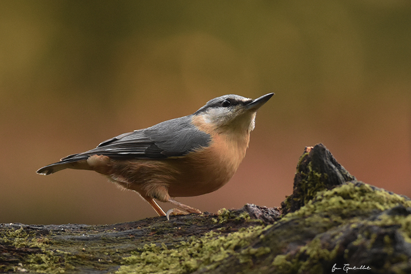 Photo Oiseaux Sitelle torchepot (Sitta europaea)