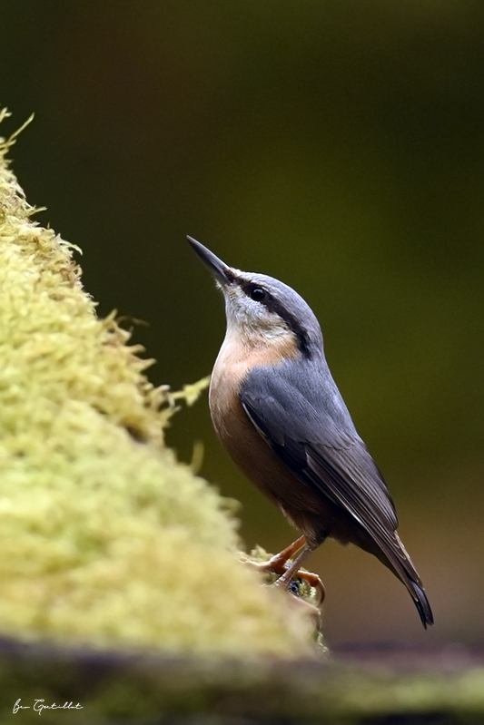 Photo Oiseaux Sitelle torchepot (Sitta europaea)