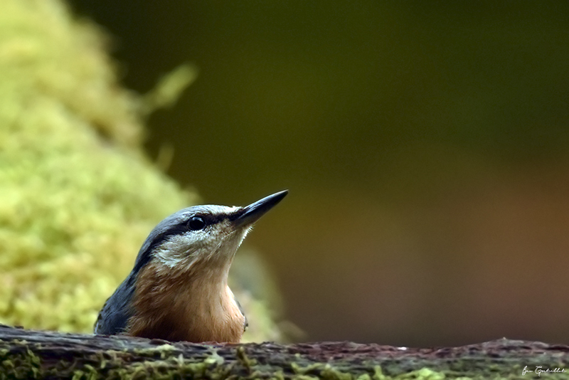 Photo Oiseaux Sitelle torchepot (Sitta europaea)