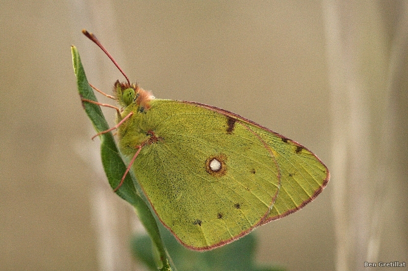 Photo Insectes Souci (Colias crocea)