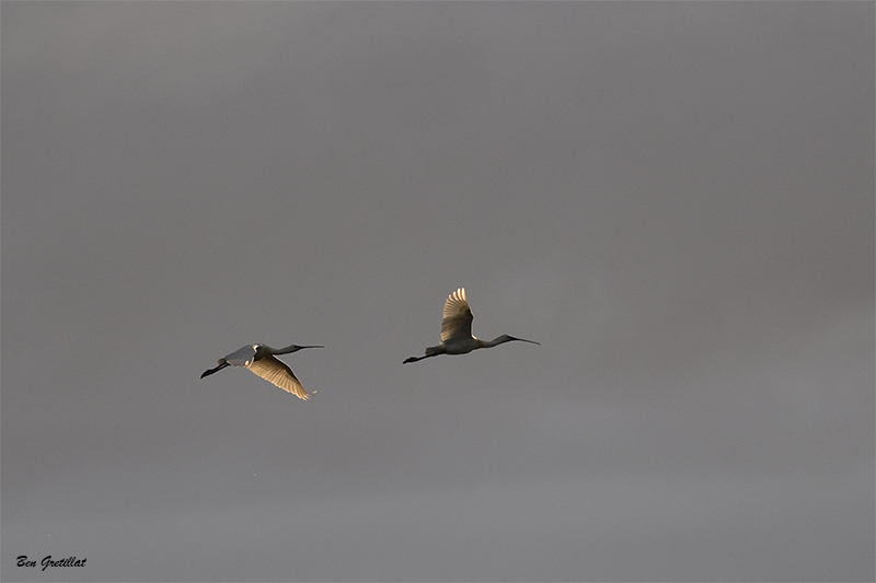 Photo Oiseaux Spatule blanche (Platalea leucorodia)