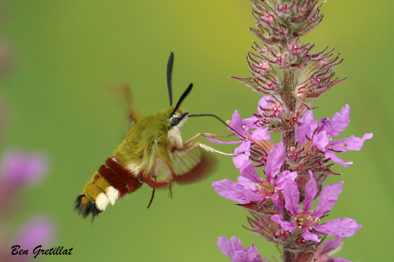 Photo Insectes Sphinx gazé (Hemaris fuciformis)