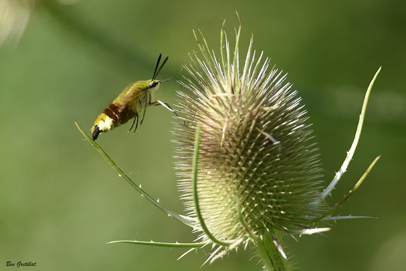 Photo Insectes Sphinx gazé (Hemaris fuciformis)