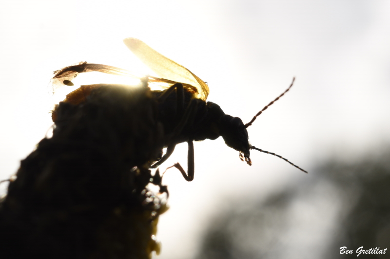 Photo Insectes Stenoria analis