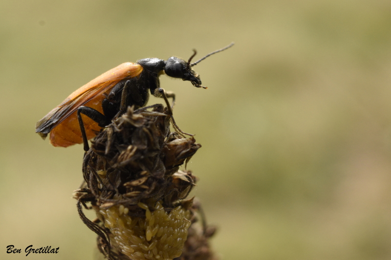 Photo Insectes Stenoria analis