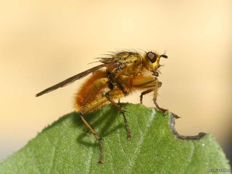 Photo Insectes Mouche stercoraire (Scatophaga stercoraria)
