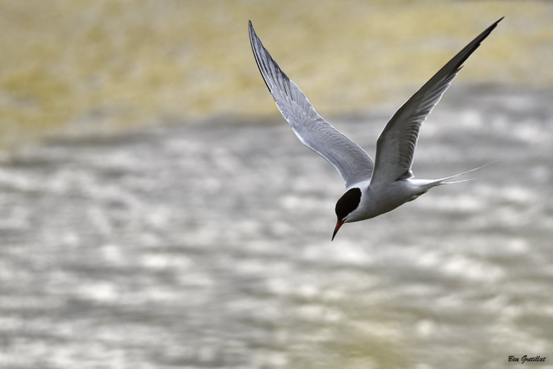 Photo Oiseaux Sterne pierregarin (Sterna hirundo)