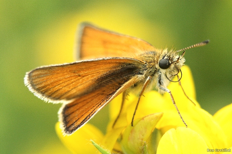 Photo Insectes Sylvaine (Ochlodes sylvanus)