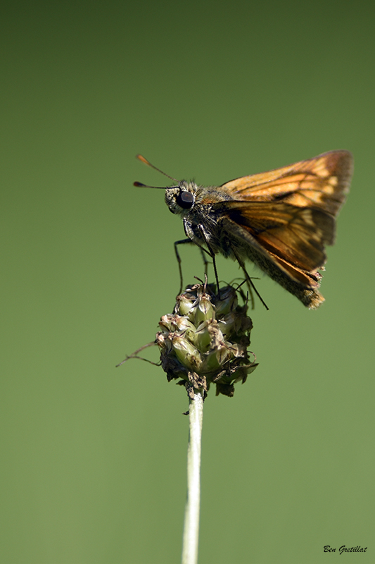 Photo Insectes Sylvaine (Ochlodes sylvanus)