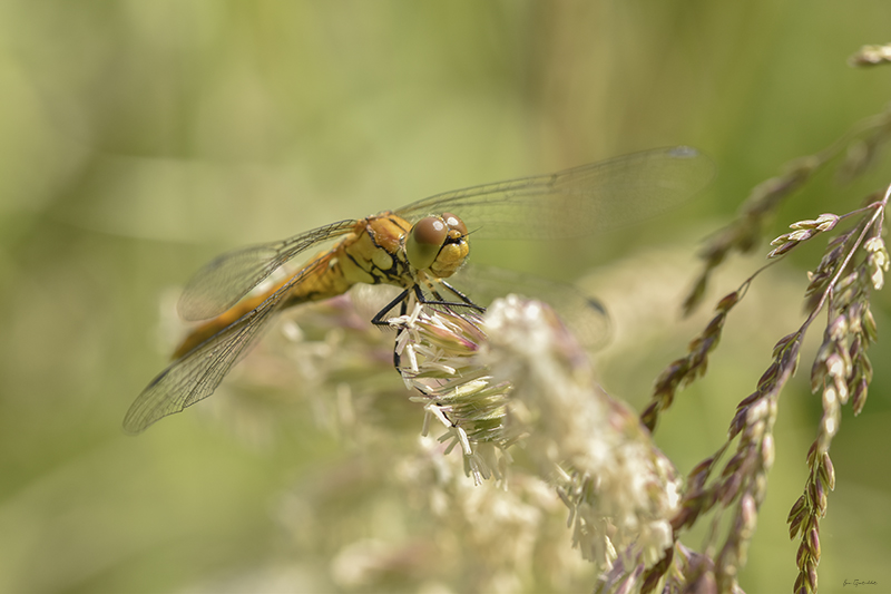 Photo Insectes Sympétrum rouge sang (Sympetrum sanguineum)