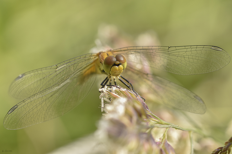 Photo Insectes Sympétrum rouge sang (Sympetrum sanguineum)
