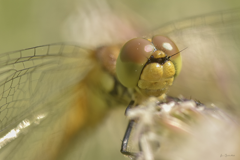 Photo Insectes Sympétrum rouge sang (Sympetrum sanguineum)