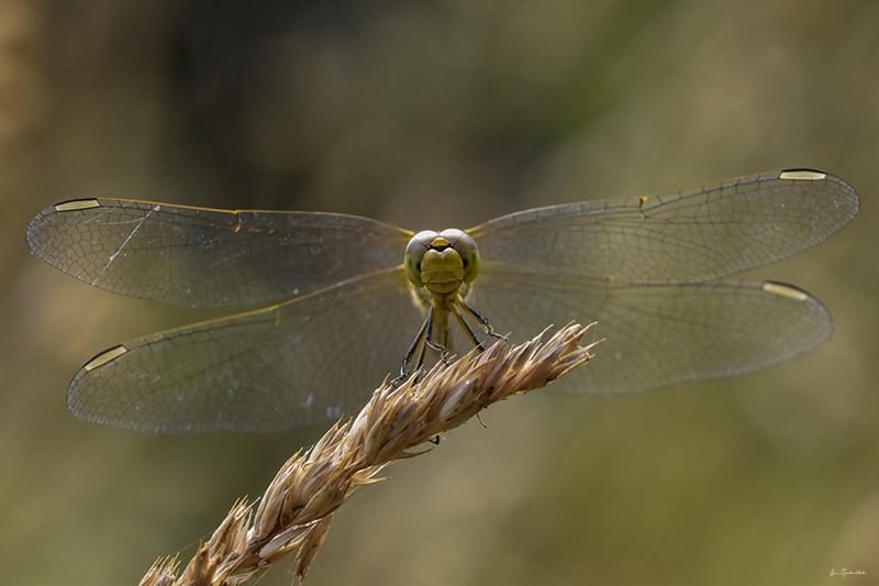 Photo Insectes Sympétrum méridional (Sympetrum meridionale)
