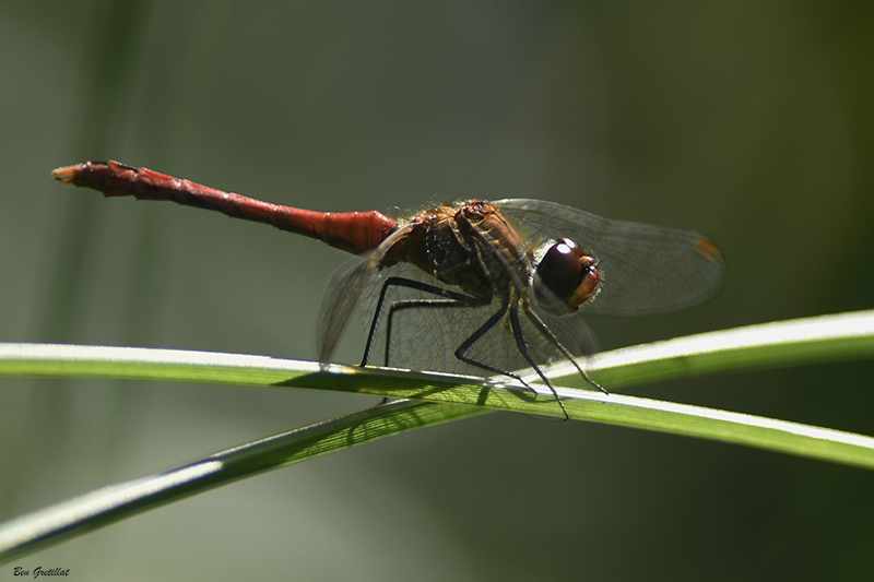 Photo Insectes Sympétrum rouge sang (Sympetrum sanguineum)