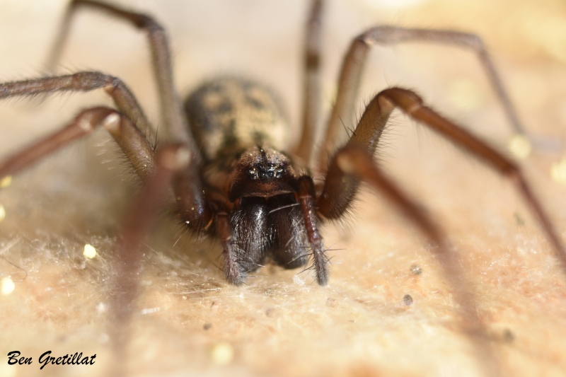 Photo Araignées Tegenaria sp.