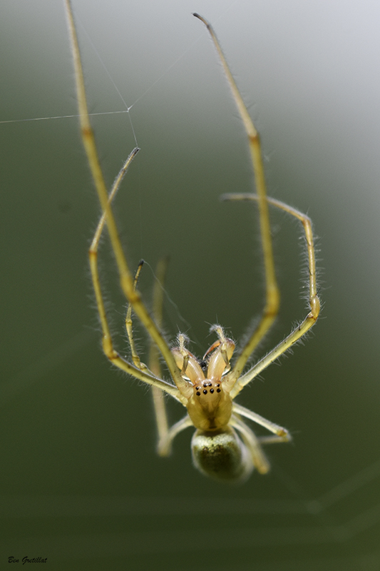 Photo Araignées  Tétragnathe étirée (Tetragnatha extensa)