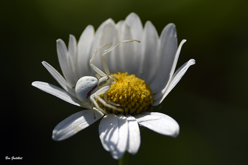 Photo Araignées Thomise Variable (Misumena vatia)