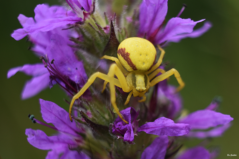 Photo Araignées Thomise Variable (Misumena vatia)