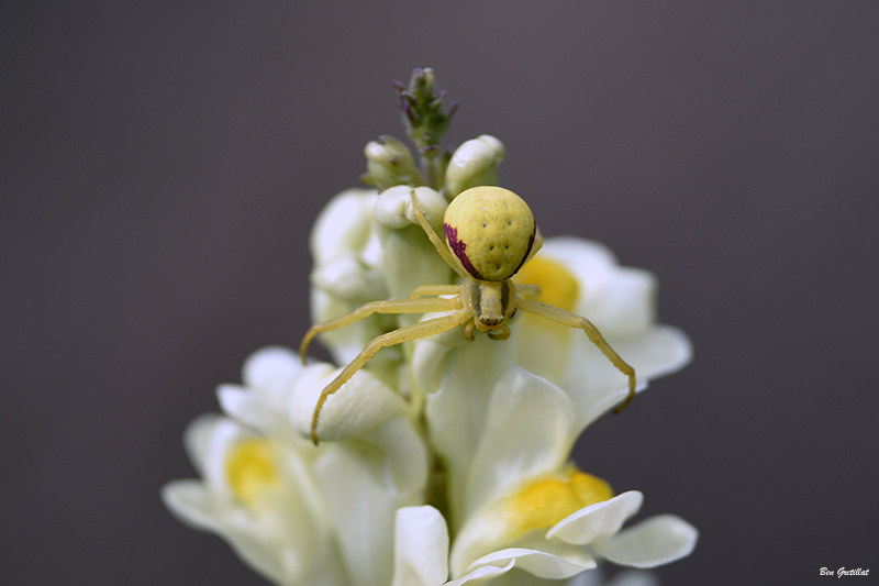 Photo Araignées Thomise Variable (Misumena vatia)