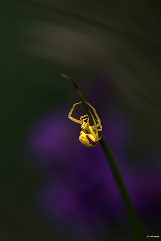 Photo Araignées Thomise Variable (Misumena vatia)