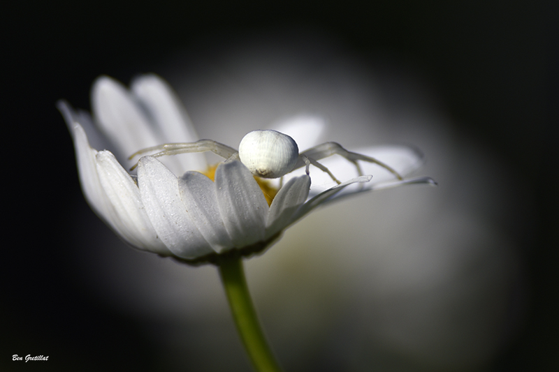 Photo Araignées Thomise Variable (Misumena vatia)