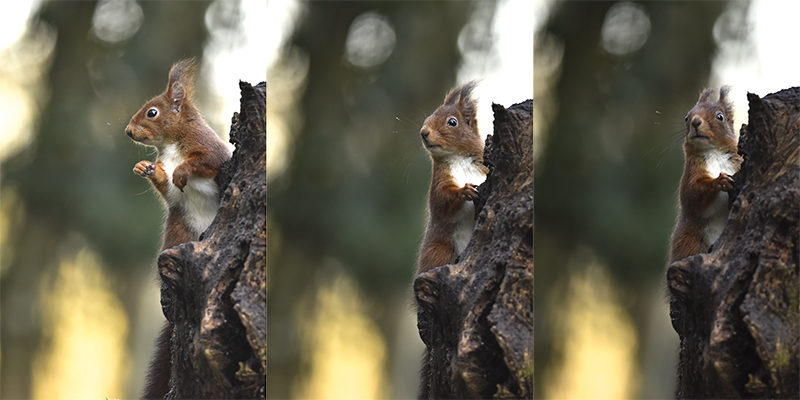 Photo Mammifères Ecureuil roux (Sciurus vulgaris)