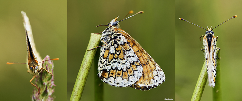 Photo Insectes Mélitée du plantain (Melitaea cinxia)