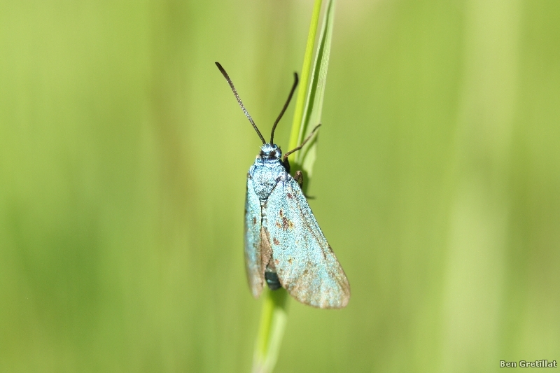 Photo Insectes Turquoise de la globulaire (Jordanita globulariae)
