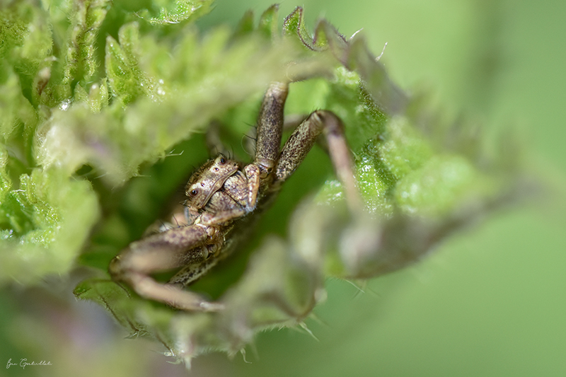 Photo Araignées xysticus sp.
