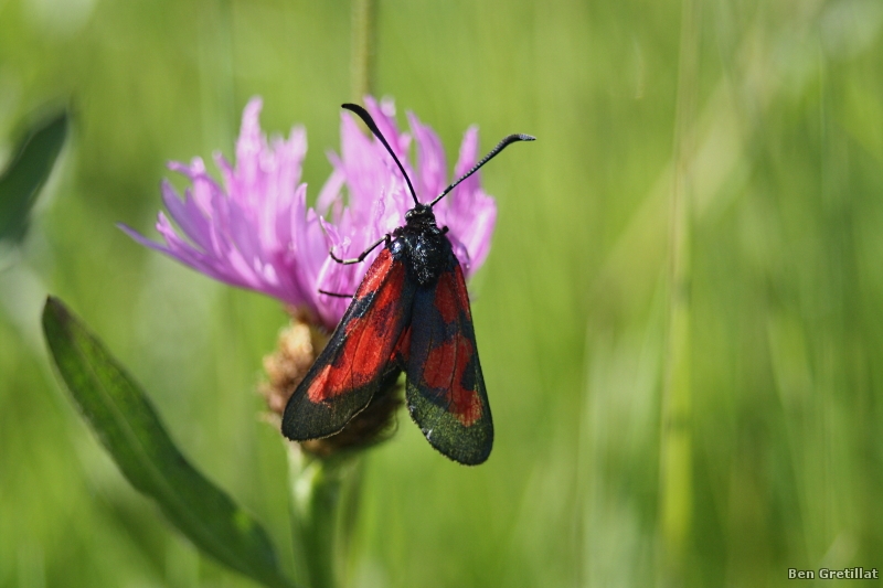 Photo Insectes  Zygène du trèfle (Zygaena trifolii)