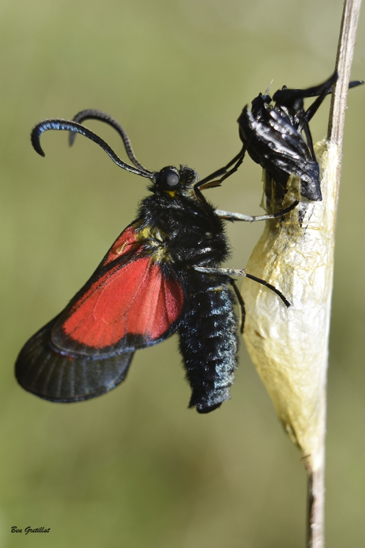 Photo Insectes  Zygène du trèfle (Zygaena trifolii)