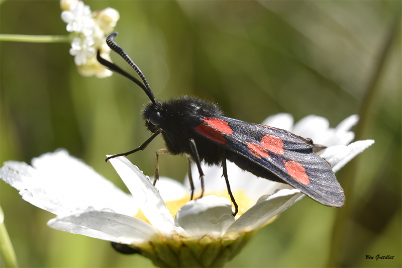 Photo Insectes  Zygène du trèfle (Zygaena trifolii)