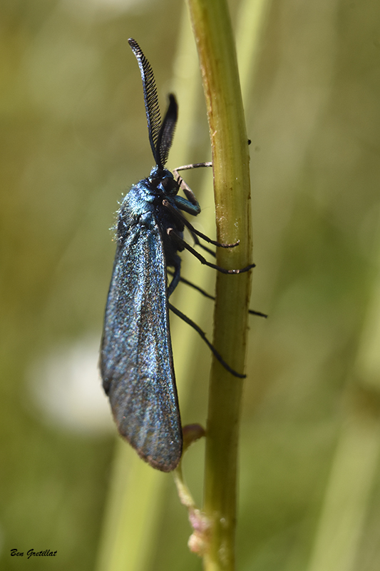 Photo Insectes Turquoise de la globulaire (Jordanita globulariae)