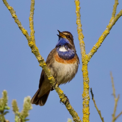 Oiseaux Gorgebleue à miroir (Luscinia svecica)