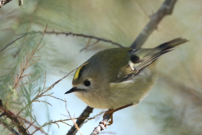 Oiseaux Roitelet huppé (Regulus regulus)