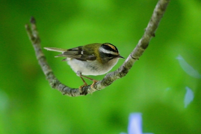 Oiseaux Roitelet triple bandeau (Regulus ignicapilla)