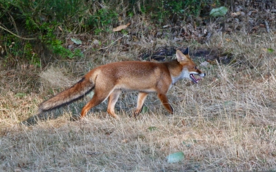 Mammifères Renard roux (vulpes vulpes).