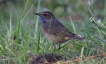 Oiseaux Gorgebleue à miroir (Luscinia svecica)