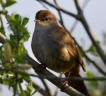 Oiseaux Bouscarle de cetti (Cettia cetti)