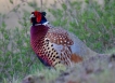 Oiseaux Faisan de Colchide (Phasianus colchicus)