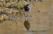 Oiseaux Gorgebleue à miroir (Luscinia svecica)