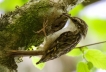 Oiseaux Grimpereau des jardins (Certhia brachydactyla)