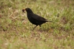 Oiseaux Merle noir (Turdus merula)