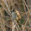 Oiseaux Phragmite des joncs (Acrocephalus schoenobaenus)