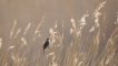 Oiseaux Phragmite des joncs (Acrocephalus schoenobaenus)