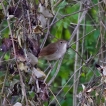 Oiseaux Rossignol philomèle (Luscinia megarhynchos)