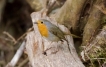 Oiseaux Rougegorge familier (Erithacus rubecula)