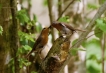 Oiseaux Rougegorge familier (Erithacus rubecula)