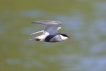 Oiseaux Sterne pierre-garin (Sterna hirundo)