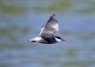 Oiseaux Sterne pierre-garin (Sterna hirundo)